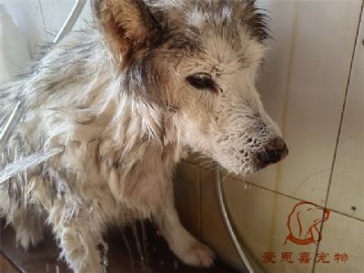 哈士奇王晓琪洗澡照片！