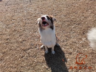 2023.1.1号在校狗狗照片！——爱思嘉宠物训练寄养学校