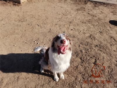 2023.1.2号在校狗狗照片！——爱思嘉宠物训练寄养学校