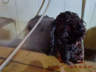 可卡阿木洗澡照片！