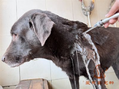 拉布拉多二小洗澡照片！