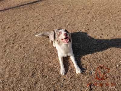 2023.1.3号在校狗狗照片！——爱思嘉宠物训练寄养学校