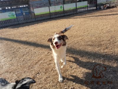 2023.1.4号在校狗狗照片！——爱思嘉宠物训练寄养学校