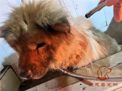 松狮金子洗澡照片！