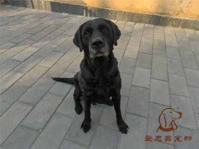 2023.1.5号在校狗狗照片！——爱思嘉宠物训练寄养学校