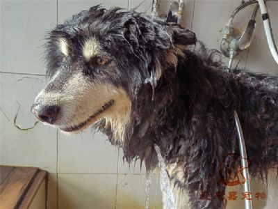 阿拉斯加胖虎洗澡照片！