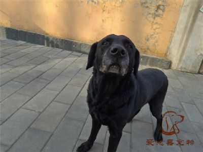 2023.1.6号在校狗狗照片！——爱思嘉宠物训练寄养学校