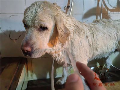 拉布拉多mango洗澡照片！