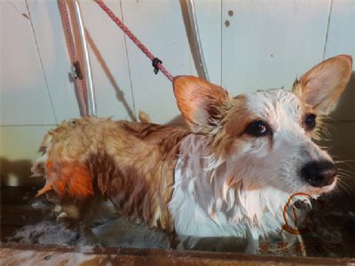 柯基Mandy洗澡照片！