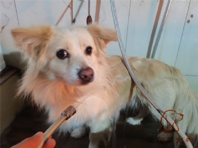 波比洗澡照片！