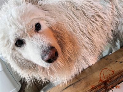 萨摩三儿洗澡照片！