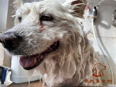 萨摩熊熊洗澡照片！