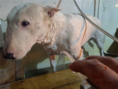 牛头梗丹佛洗澡照片！