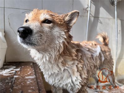 柴犬笨笨洗澡照片！