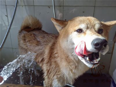 柴犬paper洗澡照片！