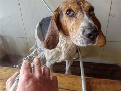 比格瓜瓜洗澡照片！