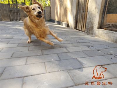 2023.10.1号在校狗狗照片！——爱思嘉宠物驯养学校