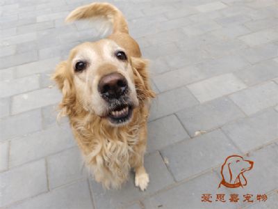 2023.10.4号在校狗狗照片！——爱思嘉宠物驯养学校