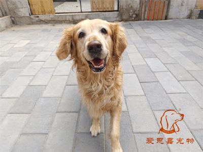 2023.10.6号在校狗狗照片！——爱思嘉宠物驯养学校