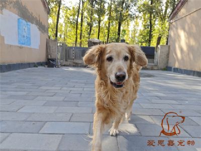 2023.10.10号在校狗狗照片！——爱思嘉宠物驯养学校