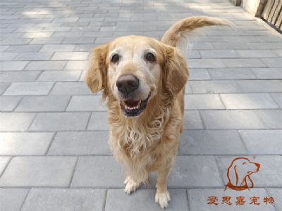 2023.10.11号在校狗狗照片！——爱思嘉宠物驯养学校