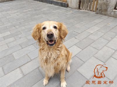 2023.10.12号在校狗狗照片！——爱思嘉宠物驯养学校