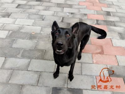 2023.10.13号在校狗狗照片！——爱思嘉宠物驯养学校