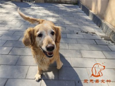 2023.10.14号在校狗狗照片！——爱思嘉宠物驯养学校