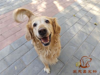 2023.10.24号在校狗狗照片！——爱思嘉宠物驯养学校