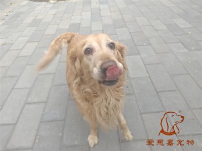 2023.10.25号在校狗狗照片！——爱思嘉宠物驯养学校