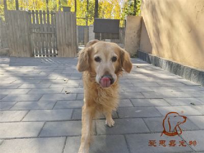 2023.10.26号在校狗狗照片！——爱思嘉宠物驯养学校