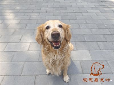 2023.10.27号在校狗狗照片！——爱思嘉宠物驯养学校