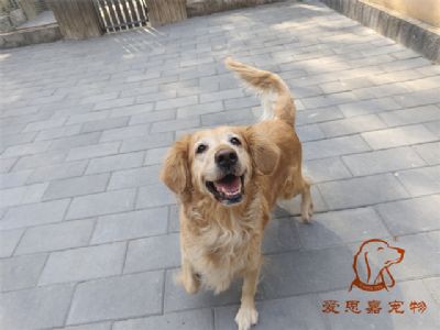 2023.10.28号在校狗狗照片！——爱思嘉宠物驯养学校