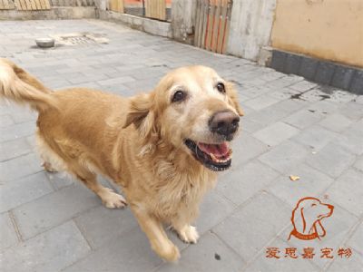 2023.10.29号在校狗狗照片！——爱思嘉宠物驯养学校