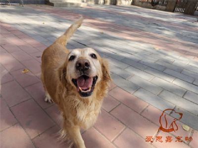 2023.11.1号在校狗狗照片！——爱思嘉宠物驯养学校