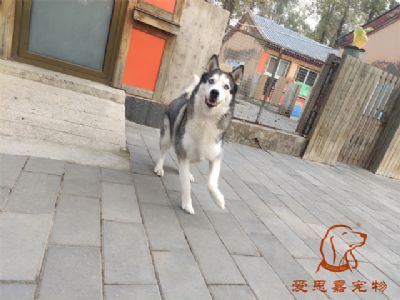 2023.11.2号在校狗狗照片！——爱思嘉宠物驯养学校