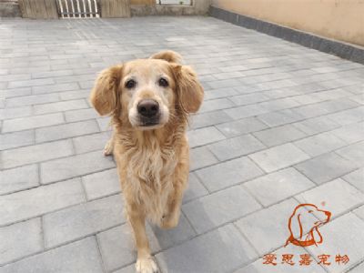 2023.11.4号在校狗狗照片！——爱思嘉宠物驯养学校