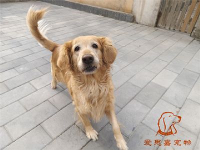 2023.11.6号在校狗狗照片！——爱思嘉宠物驯养学校