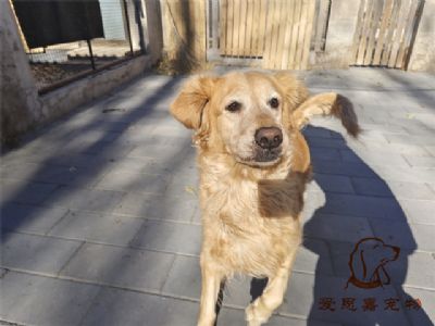2023.11.9号在校狗狗照片！——爱思嘉宠物驯养学校