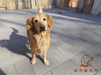 2023.11.13号在校狗狗照片！——爱思嘉宠物驯养学校