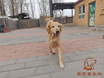 2023.11.15号在校狗狗照片！——爱思嘉宠物驯养学校