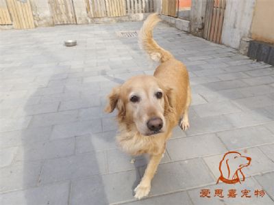 2023.11.16号在校狗狗照片！——爱思嘉宠物驯养学校