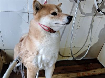 柴犬焦糖洗澡照片！