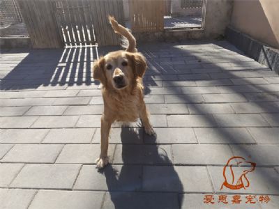 2023.11.17号在校狗狗照片！——爱思嘉宠物驯养学校