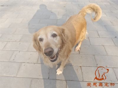 2023.11.21号在校狗狗照片！——爱思嘉宠物驯养学校