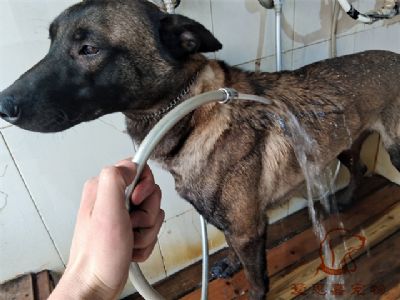 马犬弟弟洗澡照片！