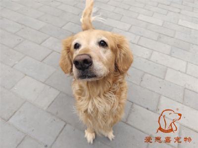 2023.11.25号在校狗狗照片！——爱思嘉宠物驯养学校