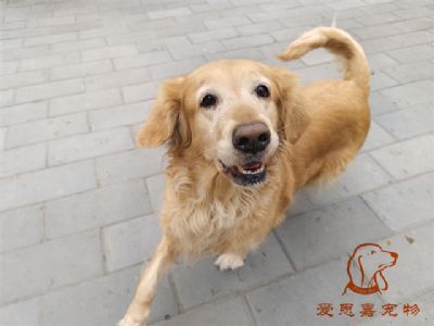 2023.11.26号在校狗狗照片！——爱思嘉宠物驯养学校
