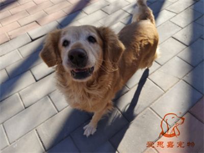 2023.11.30号在校狗狗照片！——爱思嘉宠物驯养学校