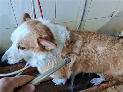 柯基Mandy洗澡照片！